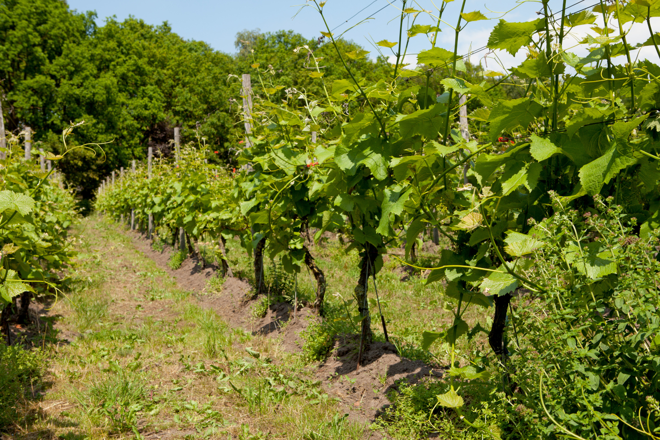winnica-Wijngaard-aan-de-Breede-nijkerk