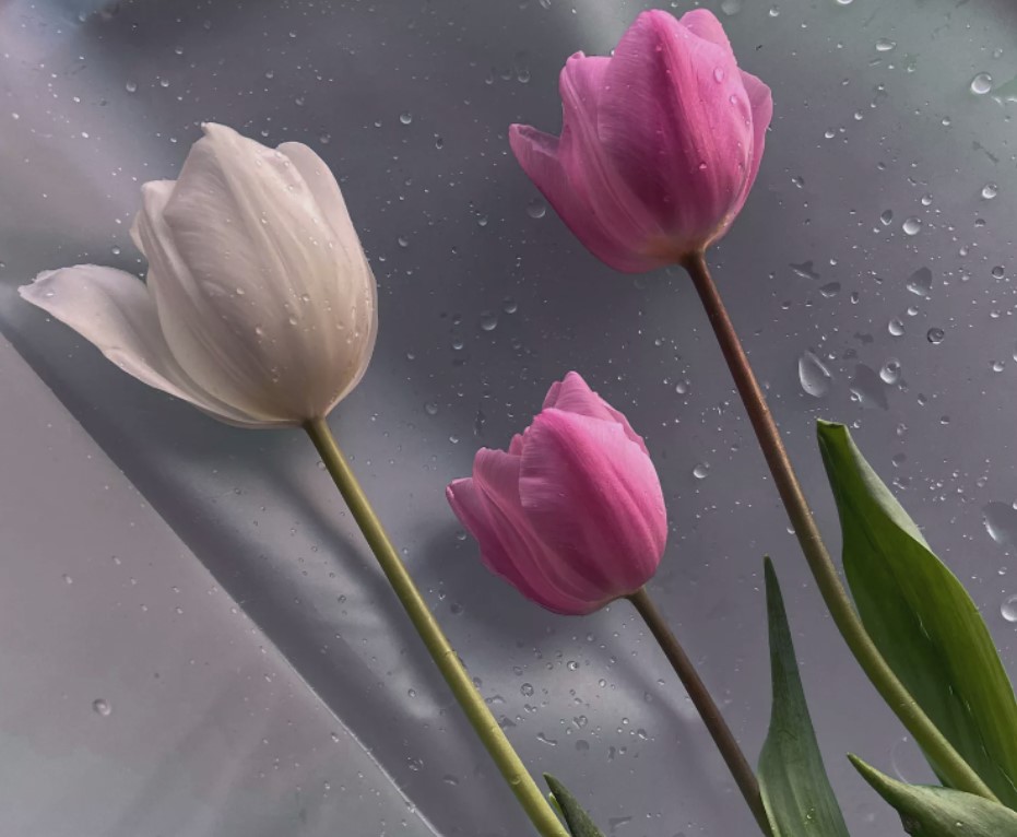 tulips - Read more