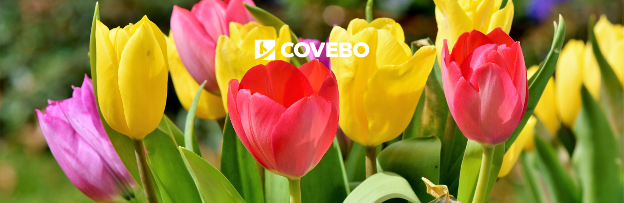 Cores e tradição: a magia do Dia das Tulipas