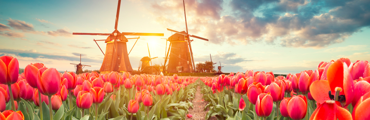 Keukenhof s-a deschis! 5 motive să pui grădina de lalele pe lista ta de „must-see”