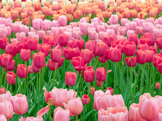 Holland tulipánok
