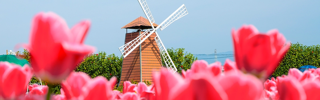 Miről híres Hollandia? Érdekességek a tulipánok földjéről